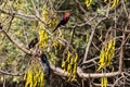 Red bird in the Northern Stelae Park of Axum, Ethiopia