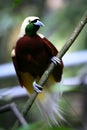 Red Bird-of-paradise Royalty Free Stock Photo