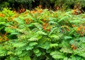 Red Bird of Paradise flowering shrub desert Royalty Free Stock Photo