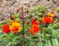 Red Bird of Paradise flowering shrub desert close up Royalty Free Stock Photo