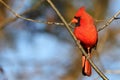 Red bird perched on a barren, snow-covered tree branch in a wintry landscape Royalty Free Stock Photo