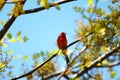 Red bird resting on a tree Royalty Free Stock Photo
