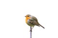 Red bird Robin sitting on a branch in the Park on a white isolated background