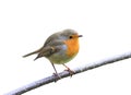 Red bird Robin sitting on a branch in the Park on a white isolated background Royalty Free Stock Photo