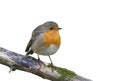 Red bird Robin sitting on a branch in the Park on a white isolated background