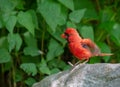 A red bird about to fly off a rock