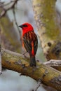 Red bird on tree branch Royalty Free Stock Photo