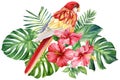 Red Bird watercolor illustration painting. Parrot, tropical leaves and red flowers, isolated white background, clipart Royalty Free Stock Photo