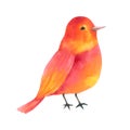 Red Bird watercolor isolated on white background Royalty Free Stock Photo