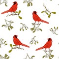 Red bird withred bird with a tufted sits on a branch of mistletoe. a tufted sits on a branch of mistletoe.