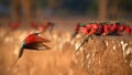 Red birds. Colorful Southern Carmine bee-eater, Merops nubicoides, colony of red and blue winged african birds on the bank of Royalty Free Stock Photo