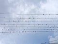 Red birds on electric power lines Royalty Free Stock Photo