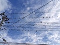 Red birds on electric power lines Royalty Free Stock Photo