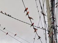 Red birds on electric power lines Royalty Free Stock Photo