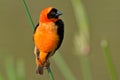 Red Bishop