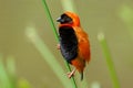 Red Bishop Royalty Free Stock Photo