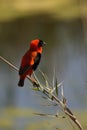 Red Bishop Royalty Free Stock Photo