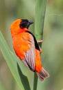 Red Bishop Royalty Free Stock Photo