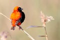 Red Bishop Royalty Free Stock Photo