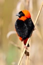 Red Bishop Royalty Free Stock Photo