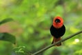 Red bishop Royalty Free Stock Photo