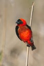 Red Bishop Royalty Free Stock Photo