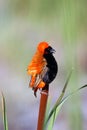 Red Bishop Royalty Free Stock Photo