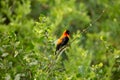 Red Bishop Bird Euplectes orix in Africa Maniara national park. Africa travel and ornitology save nature concept