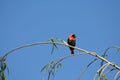 Red bishop bird Royalty Free Stock Photo