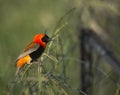 Red bishop bird on a fence Royalty Free Stock Photo
