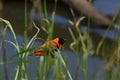 Red Bishop Bird On Grass With Seeds Royalty Free Stock Photo