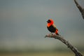 The red bishop Euplectes orix sitting on the branch a looking around. Royalty Free Stock Photo