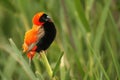 The red bishop Euplectes orix sitting on the branch a looking around Royalty Free Stock Photo