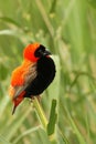 The red bishop Euplectes orix sitting on the branch a looking around Royalty Free Stock Photo