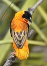 Red Bishop Euplectes orix