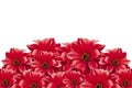 Red Dahlia isolated on a white background Royalty Free Stock Photo