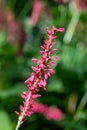 Red bistort (bistorta amplexicaulis) plant