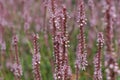 Red bistort Persicaria amplexicaulis Pink Elephant, pink flower spike