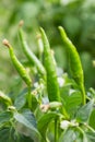 Red bitter hot chili peppers singing on a bush in a vegetable garden