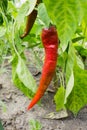 Red bitter hot chili peppers singing on a bush in a vegetable garden