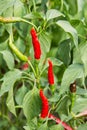 Red bitter hot chili peppers singing on a bush in a vegetable garden