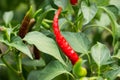 Red bitter hot chili peppers singing on a bush in a vegetable garden