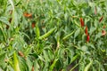 Red bitter hot chili peppers singing on a bush in a vegetable garden