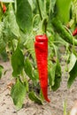 Red bitter hot chili peppers singing on a bush in a vegetable garden