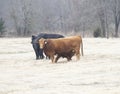 Herd of Cows and calf in a winter pasture Royalty Free Stock Photo