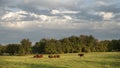 Cattle in a green pasture with cloudscape