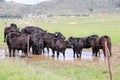 California Scenery - Black Angus Cattle in Field - Ramona Grasslands Preserve