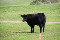 California Scenery - Black Angus Cattle in Field - Ramona Grasslands Preserve