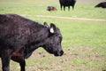 California Scenery - Black Angus Cattle in Field - Ramona Grasslands Preserve