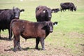 California Scenery - Black Angus Cattle in Field - Ramona Grasslands Preserve